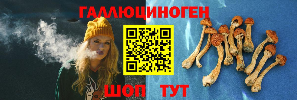 Псилоцибиновые грибы Psilocybe Горно-Алтайск